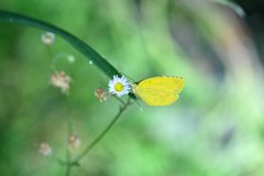 蜜を求めて