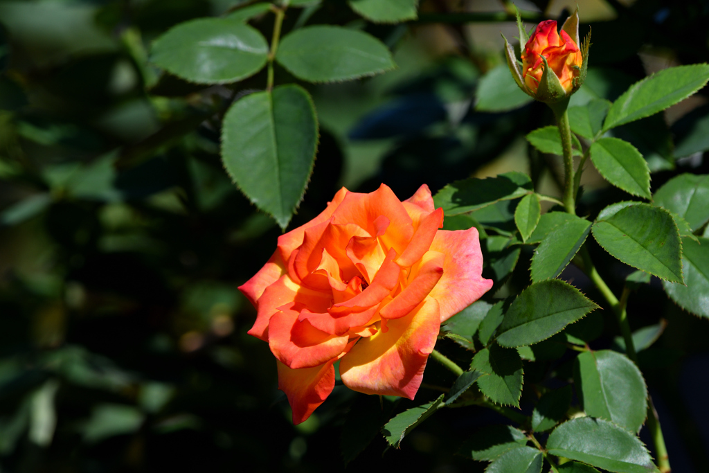 薔薇 コンフィティ