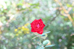 野に咲く赤い薔薇