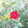 野に咲く赤い薔薇