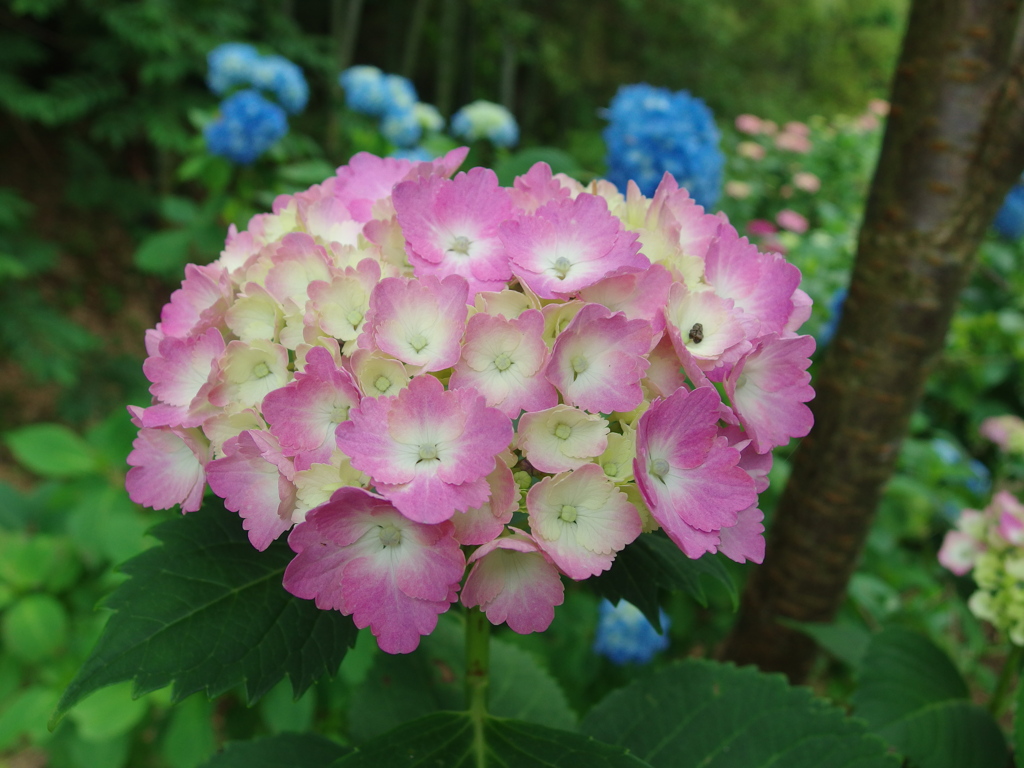 紫陽花