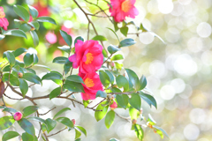 山茶花