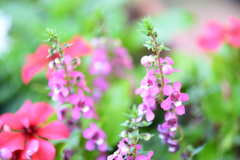 花壇の花