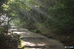 登山道の木漏れ日