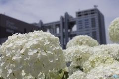 お台場の紫陽花
