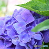 紫陽花