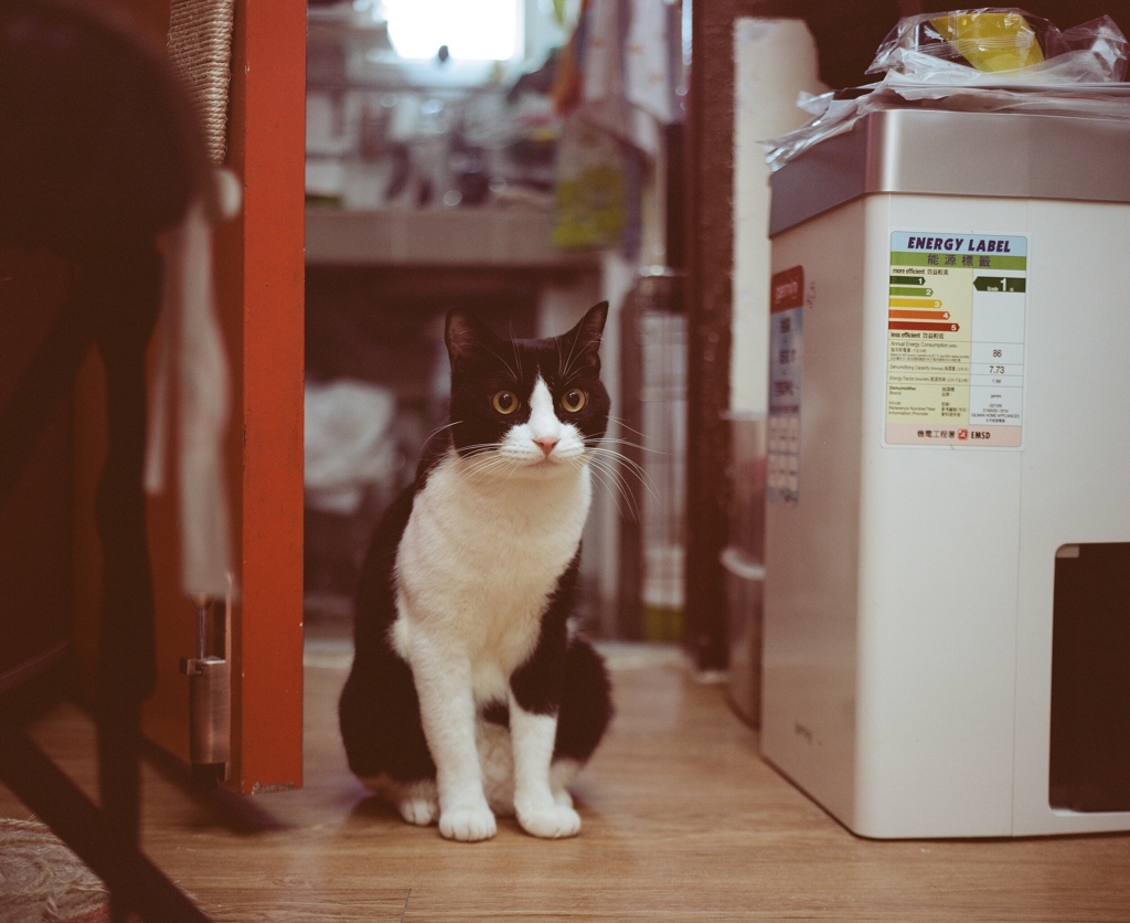 cat