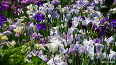 花しょうぶ