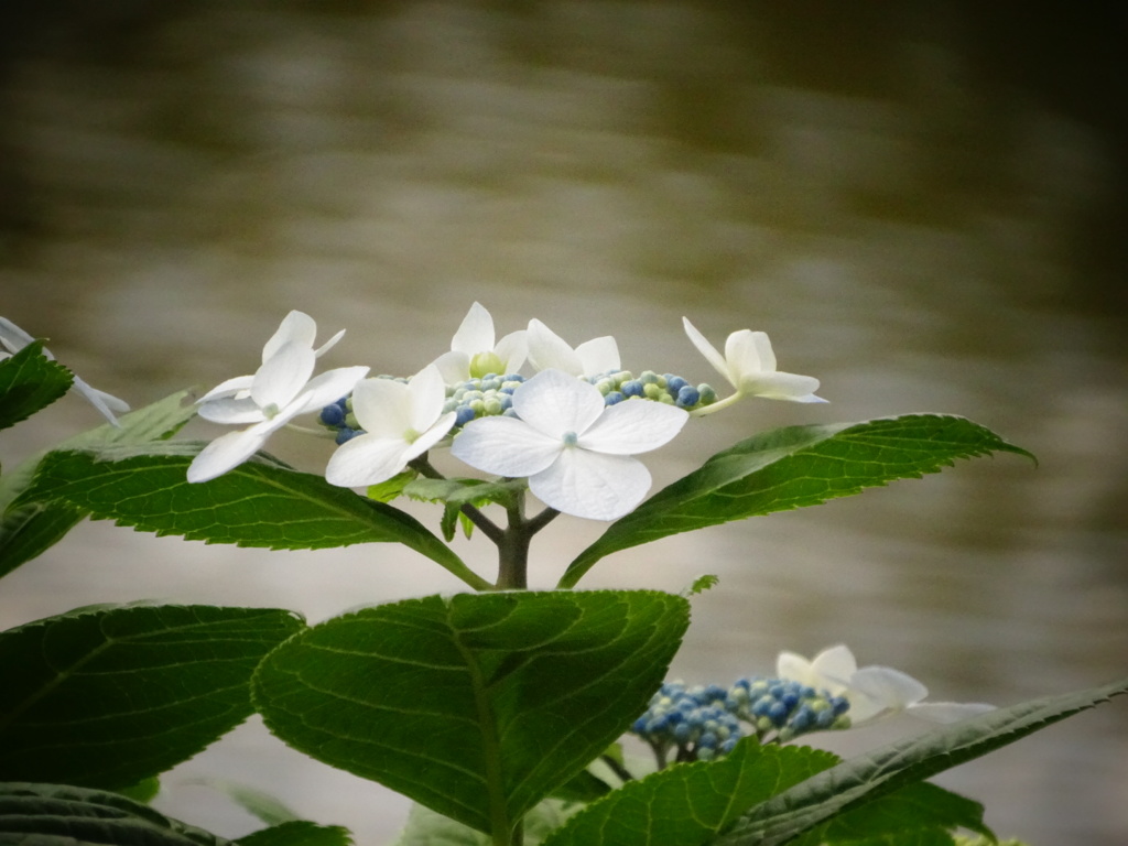 紫陽花
