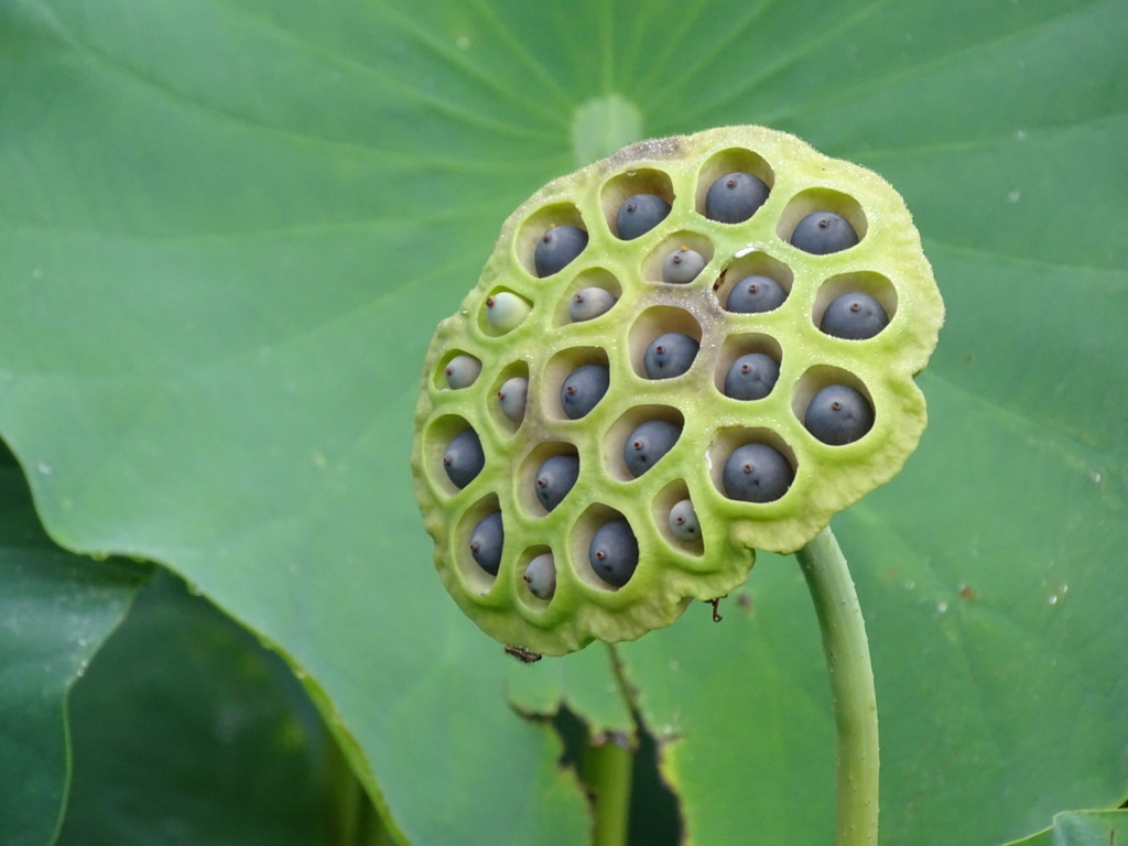 蓮 その2
