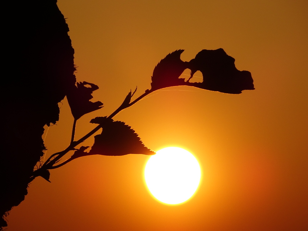 夕陽