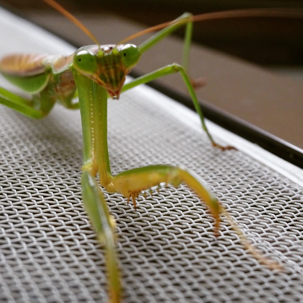 カマキリさんこんにちは