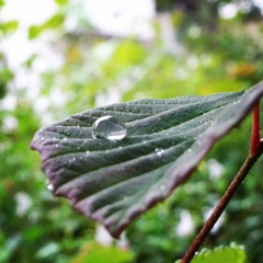 雨の日お散歩その2