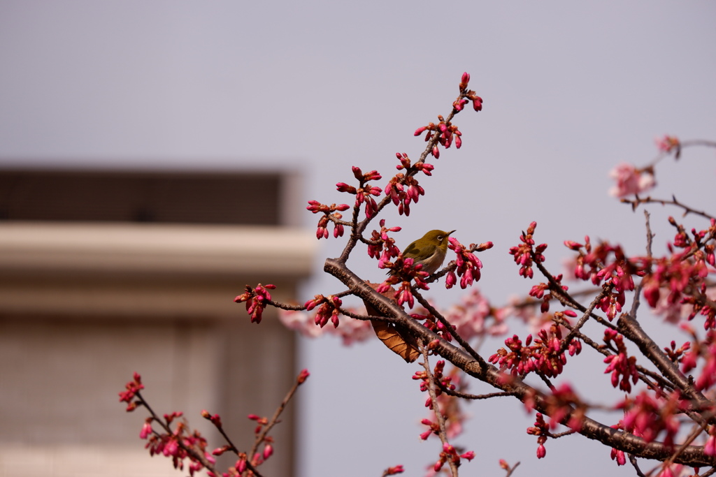 緋寒桜とメジロ ２