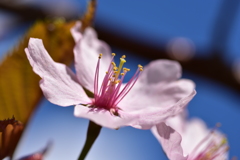 風に怯える花。