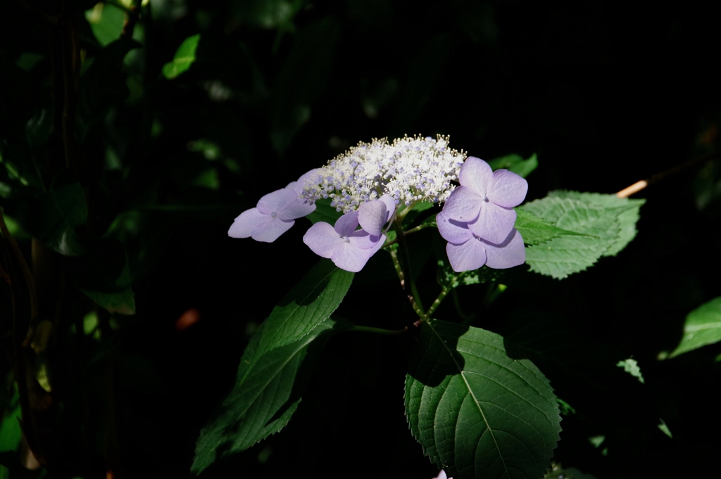 打ち上げ花火