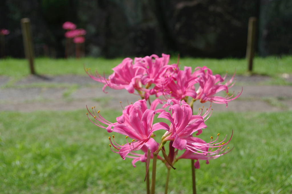 ピンクの曼珠沙華