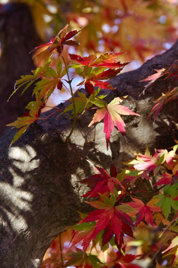 不思議なもみじの紅葉