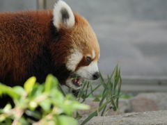 レッサーパンダの横顔