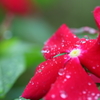 朝花5