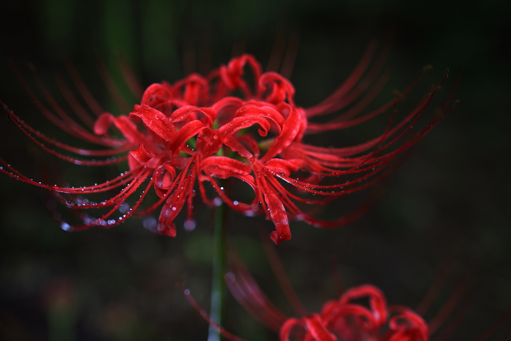 朝花2
