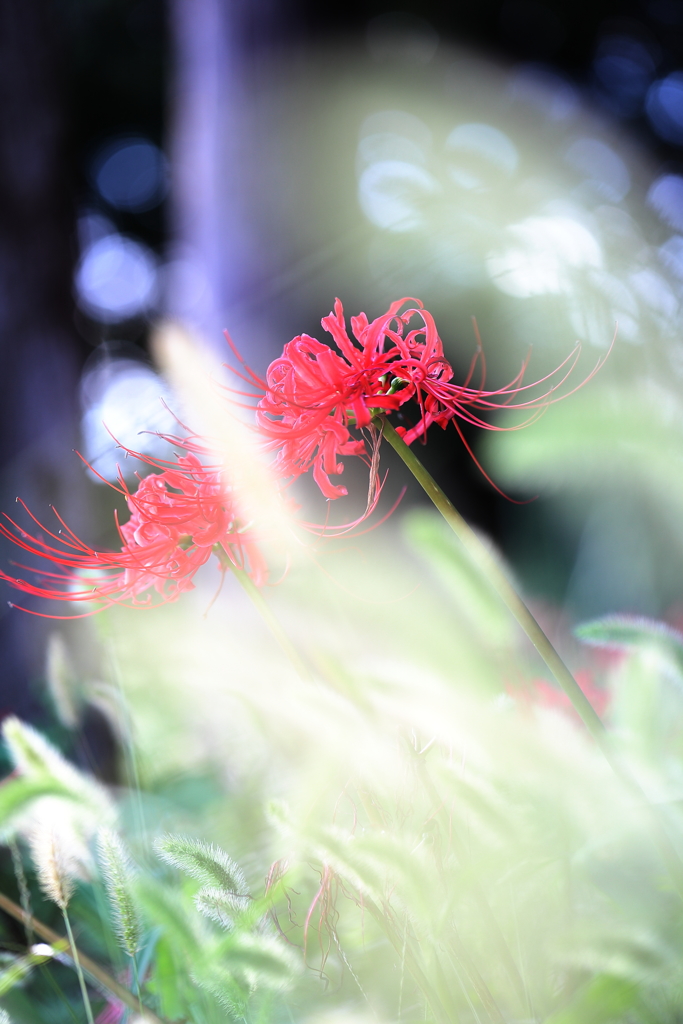 昼花1