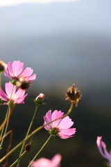 秋桜