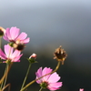 秋桜