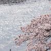 櫻3