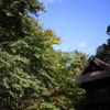 緑