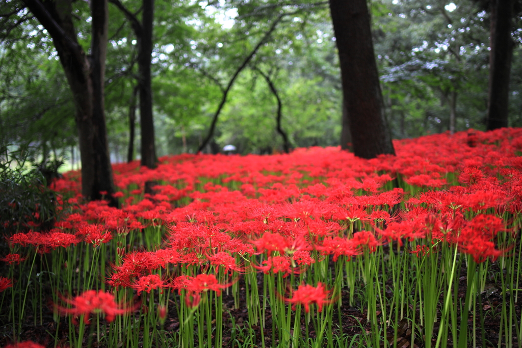 朝花1