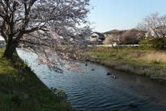 令和　桜　弐