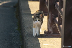 被写体が向こうからやってきた