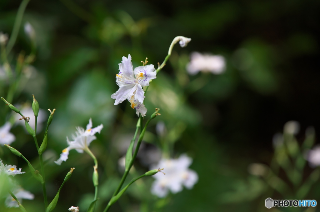 DSC_0840s