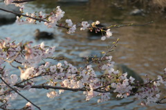 令和　桜　参