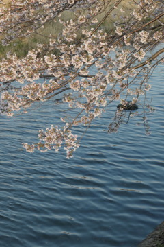 令和　桜　碌