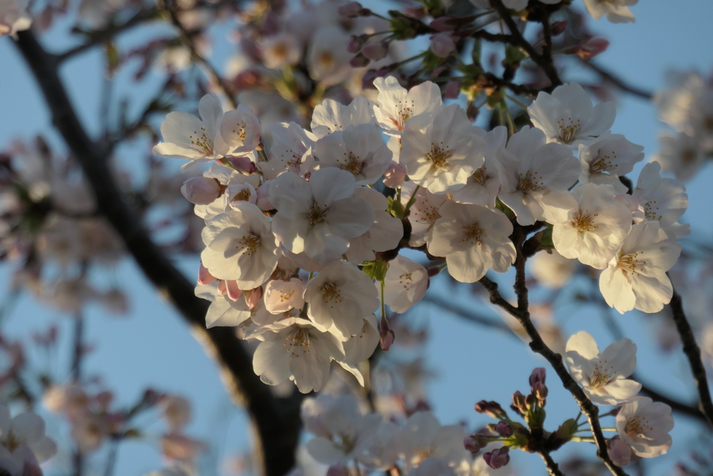 令和　桜　肆