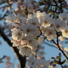 令和　桜　肆