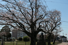 来たる令和の　桜の元で　たわむる子らよ