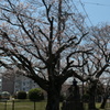 来たる令和の　桜の元で　たわむる子らよ