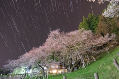 臥竜桜2018.04.10