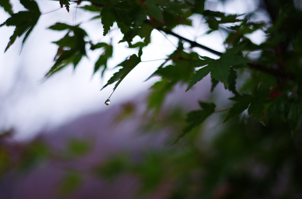 楓+DA 70mm+K-30縛り07