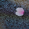 天の川を流れる夫婦桜