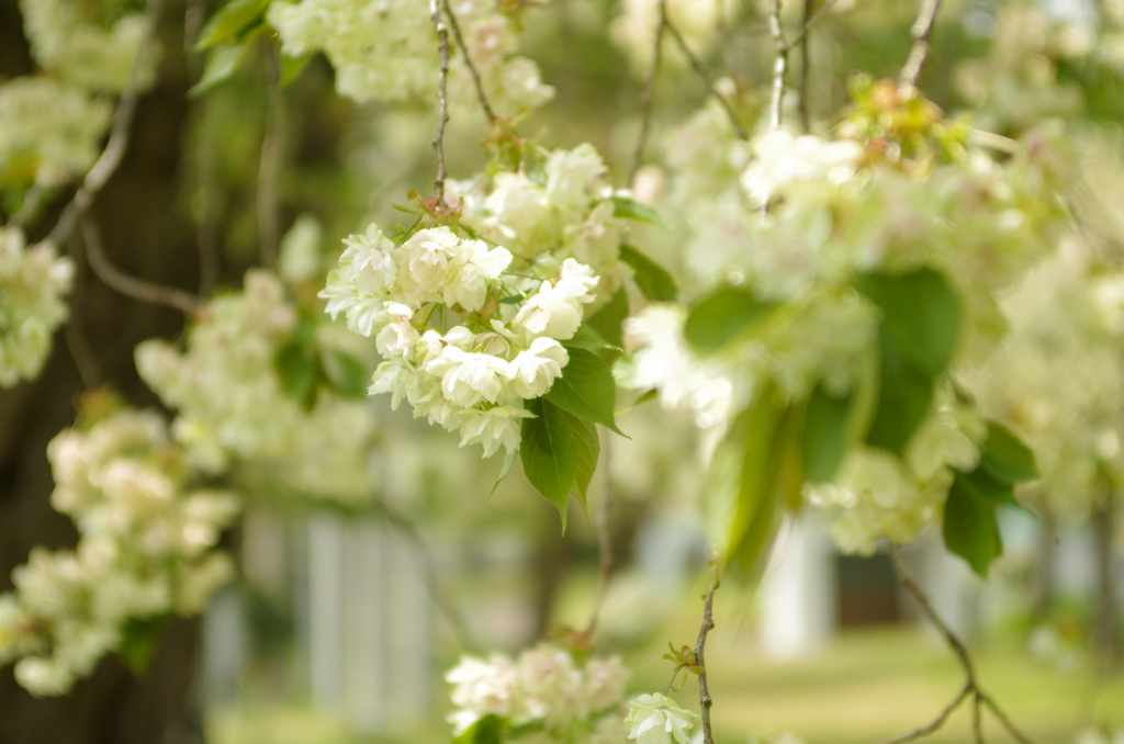 Yellow cherry blossoms