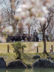 開花した桜たち