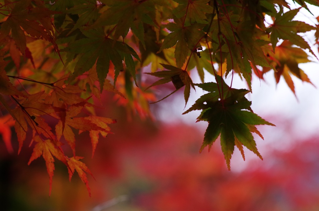 楓+DA 70mm+K-30縛り01