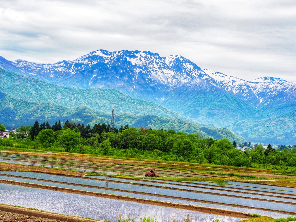 Start rice planting