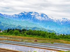 Start rice planting