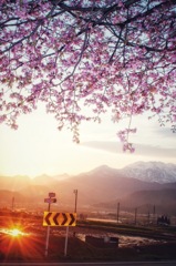 The last cherry blossoms and sunrise
