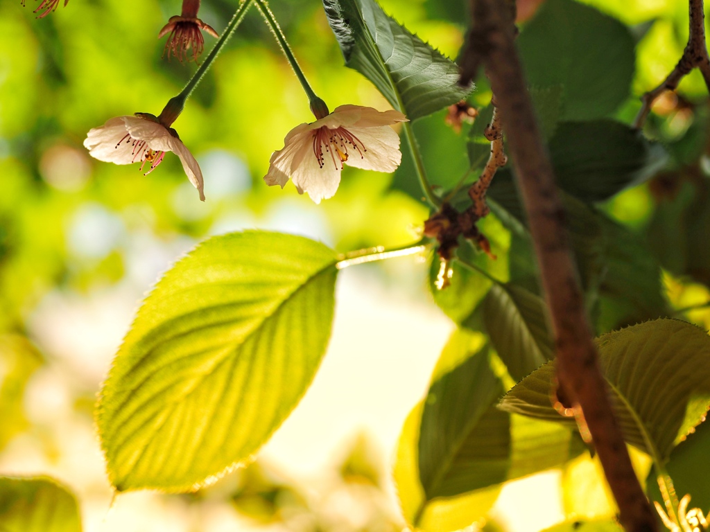 残桜